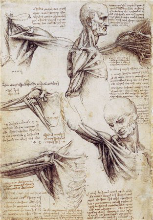 Рисунок Анатомия | Hobby Keeper Articles