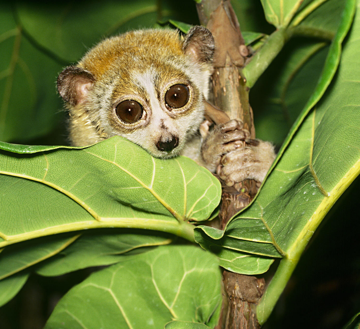 Photo Common potto | Hobby Keeper Articles