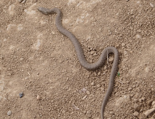 Photo of Copperhead snake | Hobby Keeper Articles